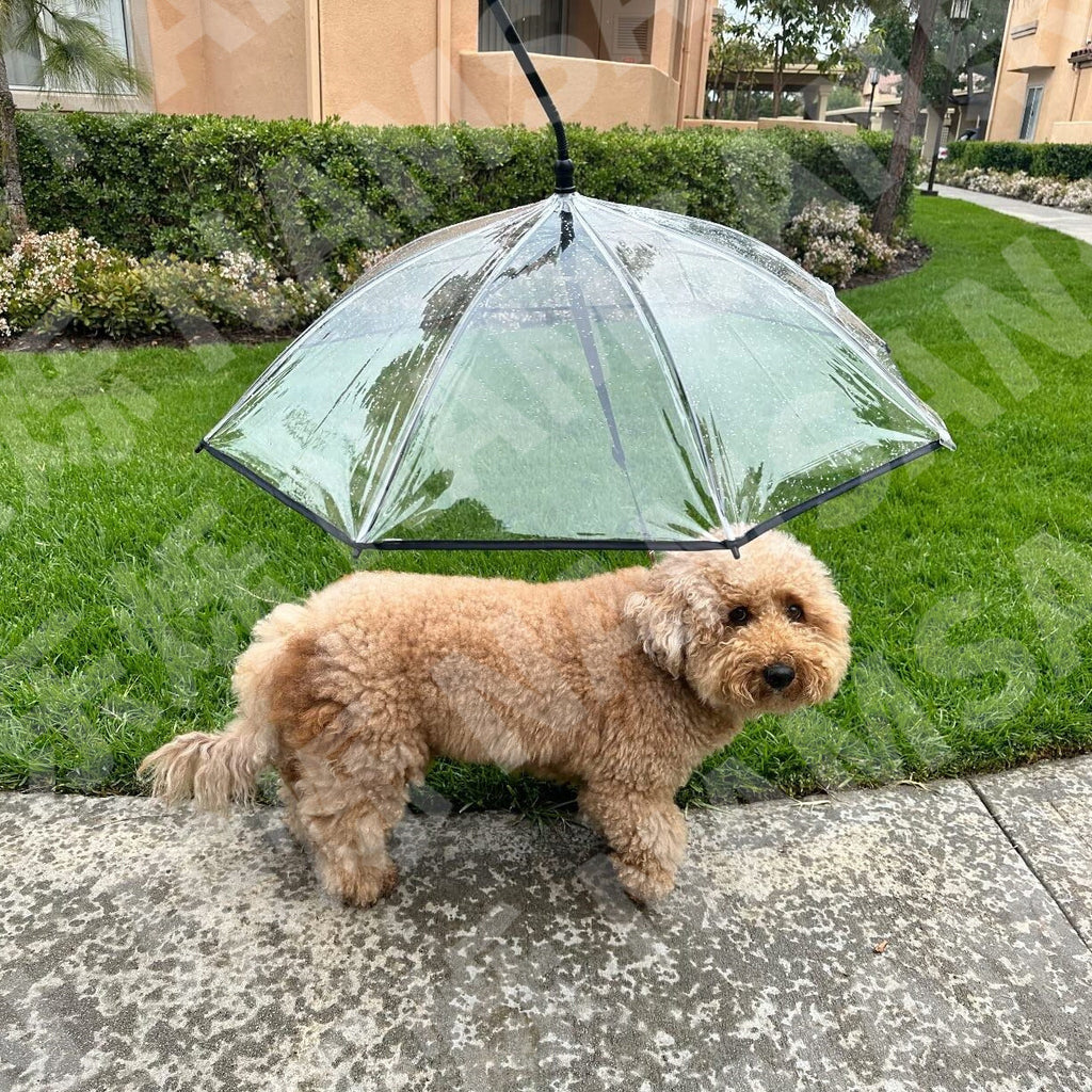 Transparent umbrella dog leash