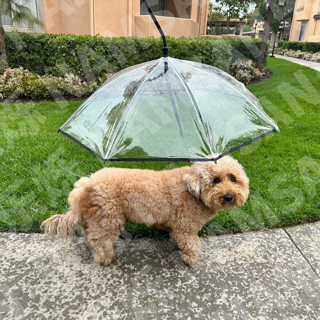 Transparent umbrella dog leash